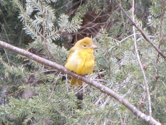 Summer Tanager